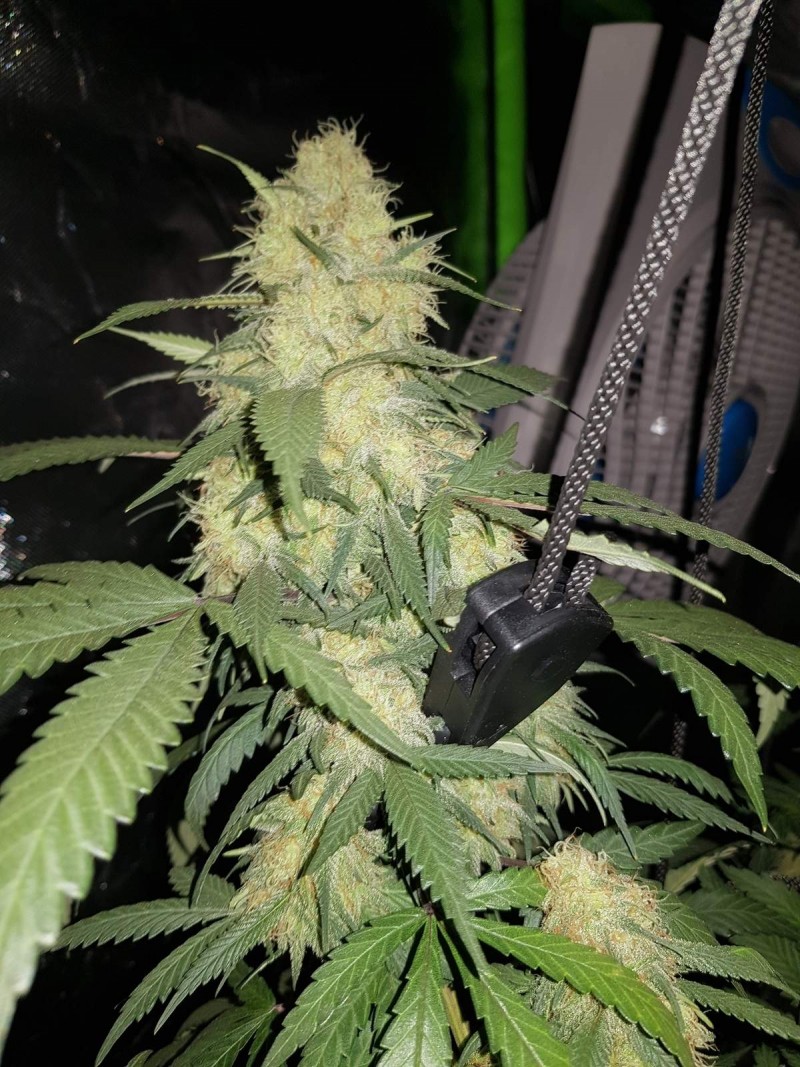 Disco biscuit day 33 days flower 12/12