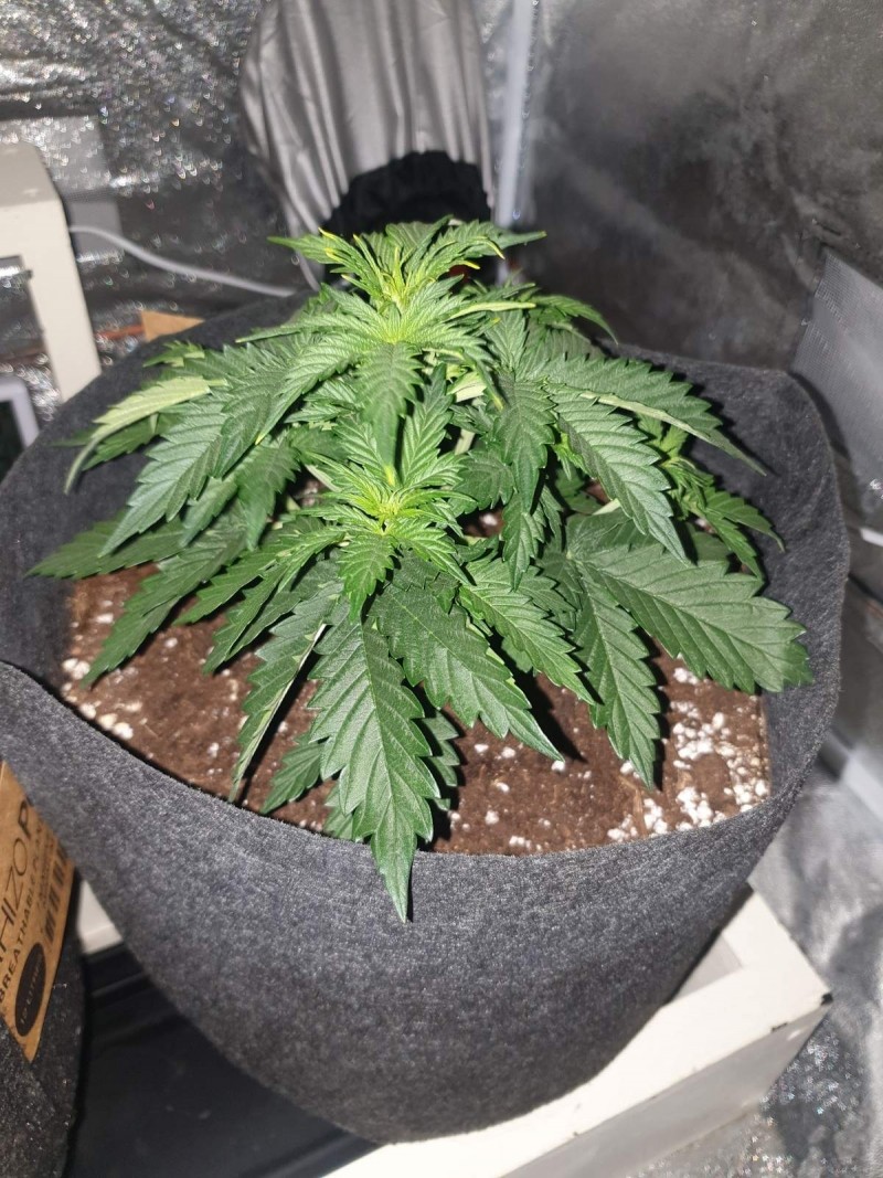 DAY 18 Purple punch auto