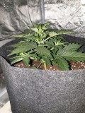 DAY 18 Purple punch auto