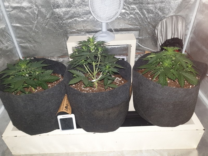 DAY 18 Purple punch auto