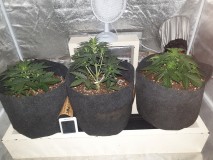 DAY 18 Purple punch auto