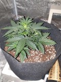 DAY 18 Purple punch auto