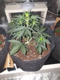 DAY 18 Purple punch auto
