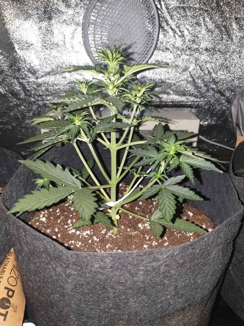 DAY 18 Purple punch auto