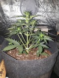 DAY 18 Purple punch auto