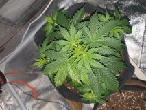DAY 20