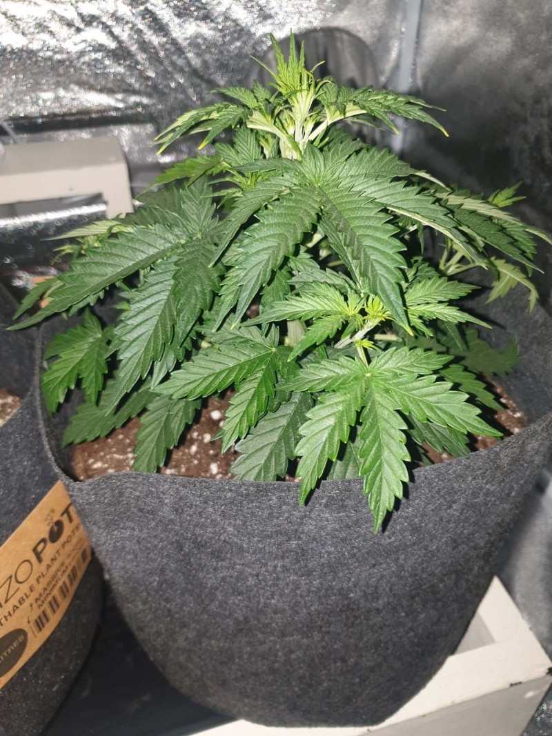 DAY 20