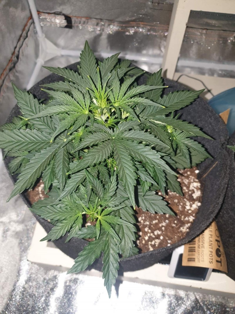 DAY 20