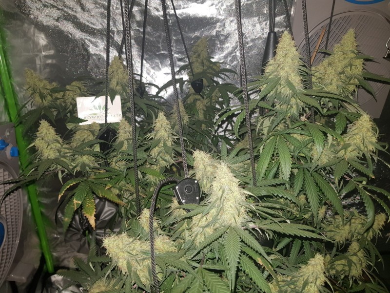 Disco biscuit day 35 days flower 12/12 5 weeks