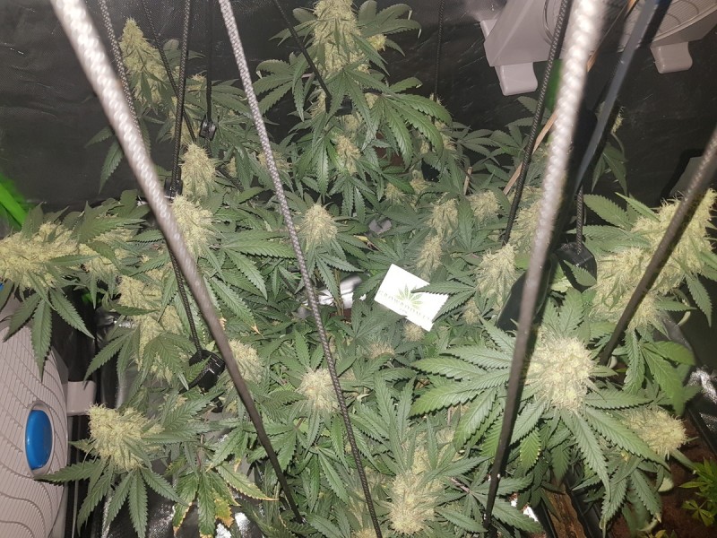 Disco biscuit day 35 days flower 12/12 5 weeks