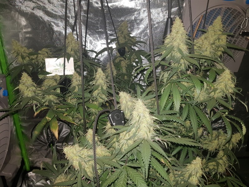 Disco biscuit day 35 days flower 12/12 5 weeks