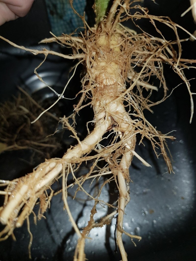 Cannabis roots as medicine