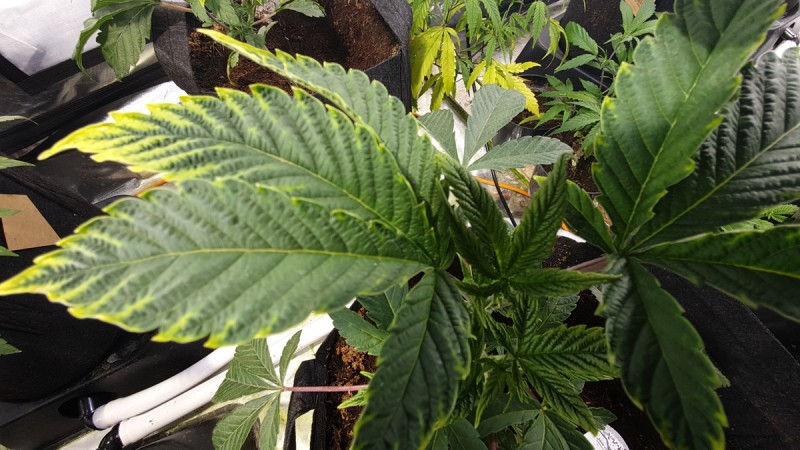 IMG-20191117-WA0022