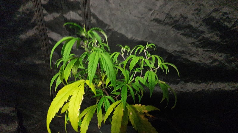IMG-20191117-WA0061
