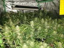 Chiesel Grow Diary
