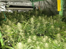 Chiesel Grow Diary