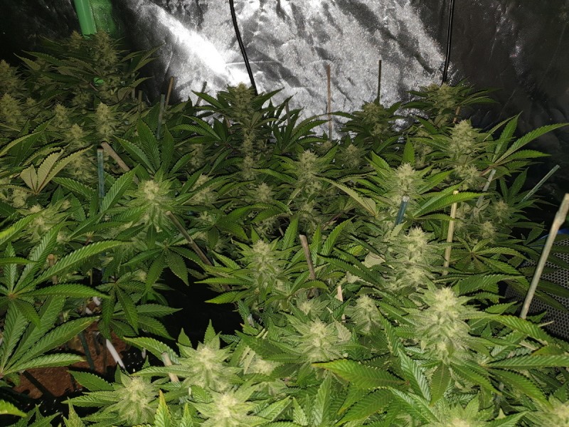 Chiesel Grow Diary