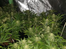 Chiesel Grow Diary