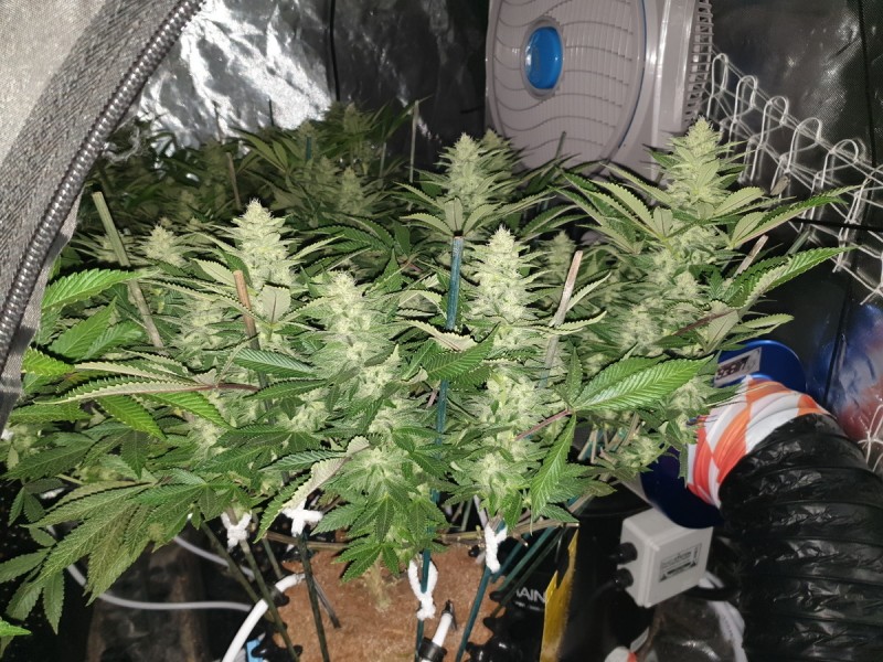 Chiesel Grow Diary