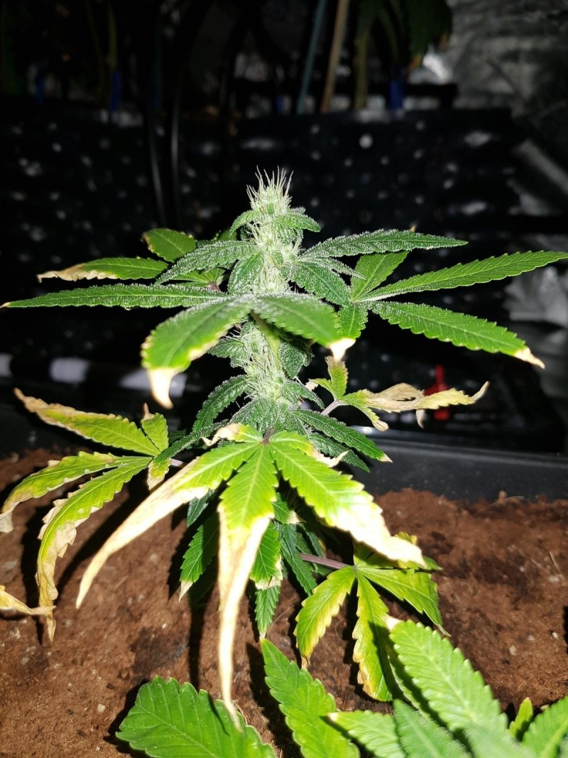 Captains cake sog 2 weeks 12/12 from clone