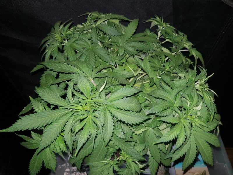 Knockout from Advanced female seeds