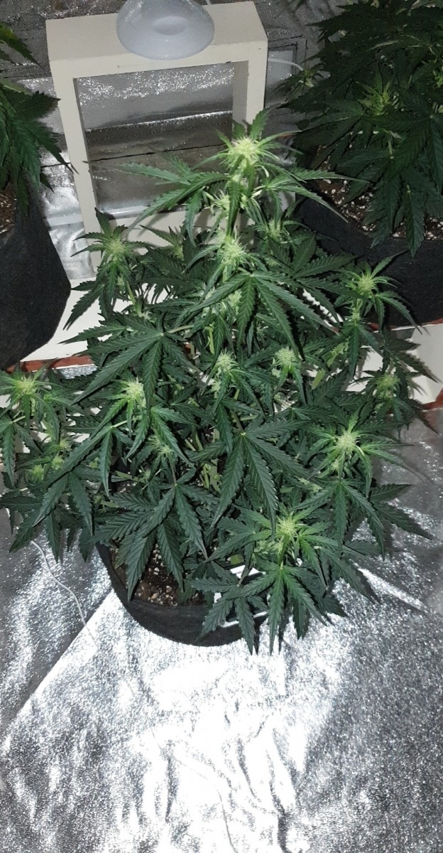 DAY 27