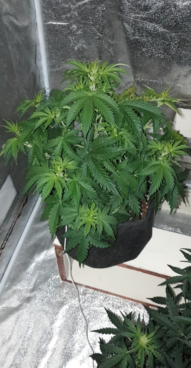 DAY 27