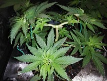 IMG_20191123_082052_BURST005