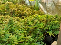 Chiesel Grow Journa