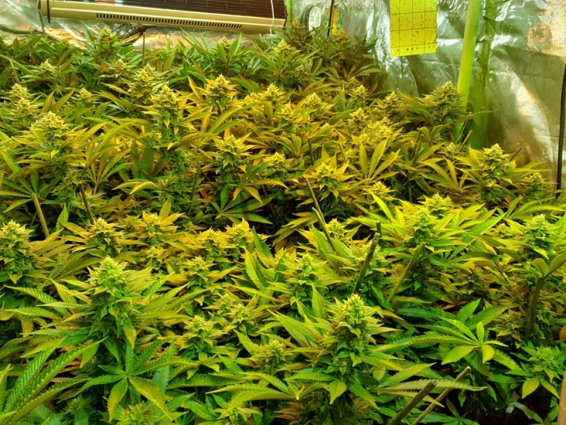 Chiesel Grow Journa