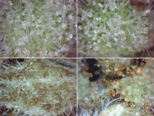 Trichomes - Clear vs Amber (2015-Nov-28)