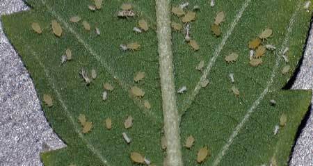 aphids-larvae-nymphs-back-of-cannabis-leaf