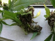 bad-case-bud-rot-sm