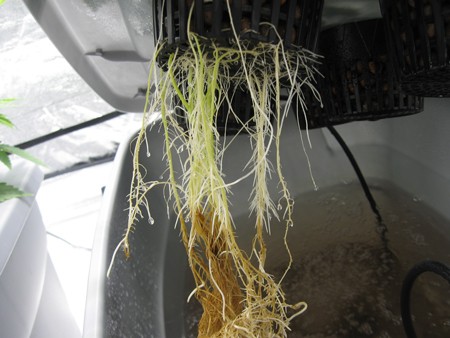 bad-root-rot-closeup-sm