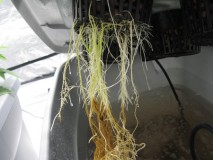 bad-root-rot-closeup-sm