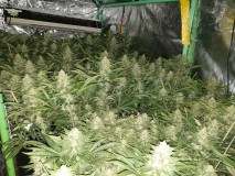 Chiesel grow  journal