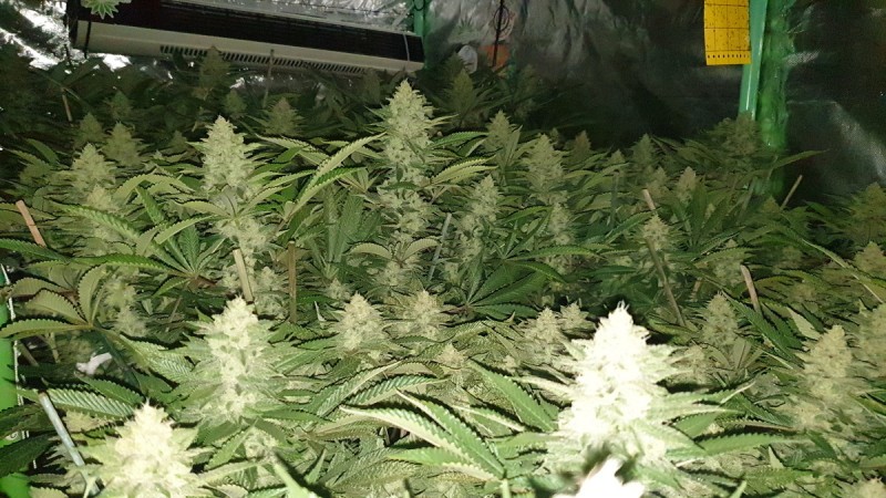 Chiesel Grow Diary
