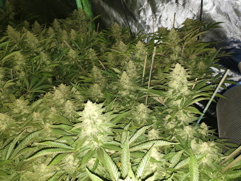 Chiesel Grow Diary