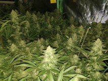 Chiesel Grow Diary