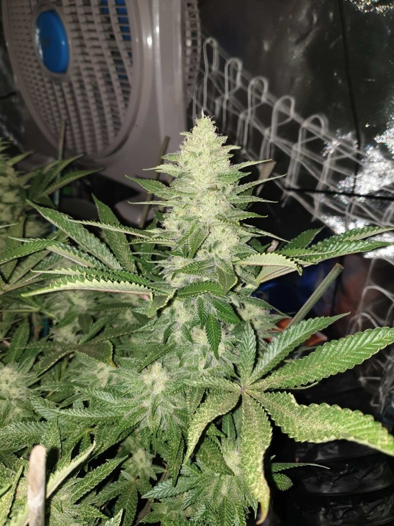 Chiesel Grow Diary