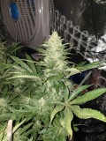 Chiesel Grow Diary
