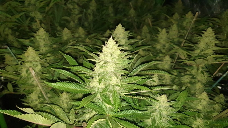 Chiesel Grow Diary