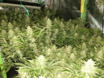 Chiesel Grow Diary
