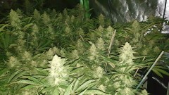 Chiesel Grow Diary
