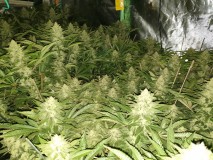 Chiesel Grow Diary