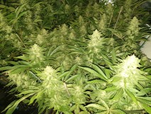 Chiesel Grow Diary