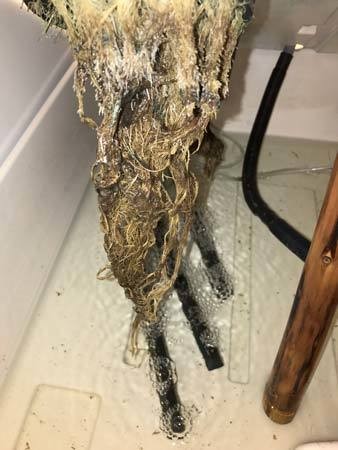 brown-algae-attacking-cannabis-roots-sm