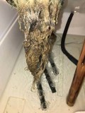 brown-algae-attacking-cannabis-roots-sm