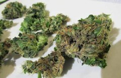 bud-rot-nugs-sm