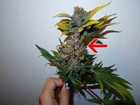 cannabis-bud-rot-mold-looks-mostly-normal-except-yellow-leaves-s